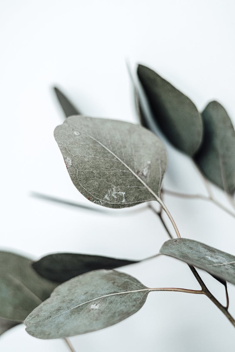 Eucalyptus leaves — menthol from eucalyptus creates a sensation of easier breathing during congestion