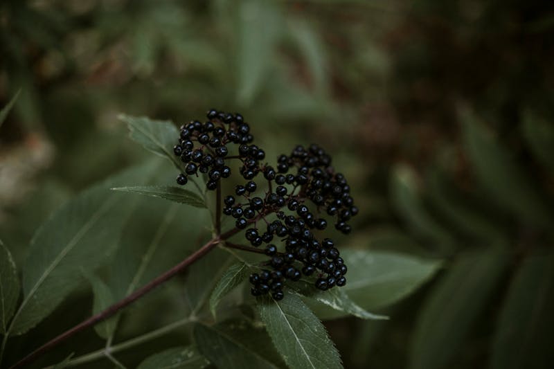 Elderberry (Sambucus nigra) berries on the branch — the most evidence-backed herbal cold remedy