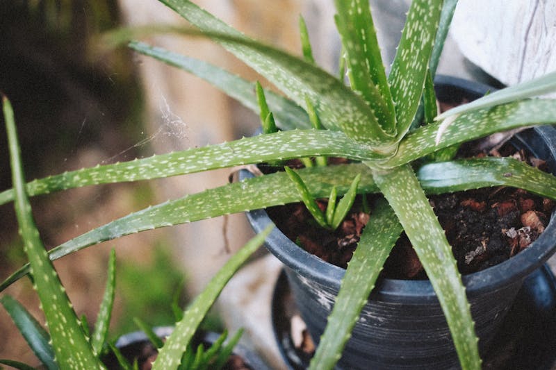 Aloe vera plant — its gel has antiviral and wound-healing properties for cold sores